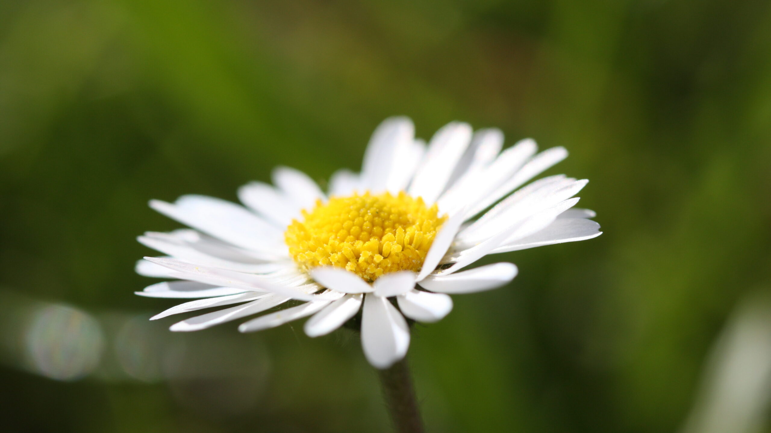 Gänseblümchen