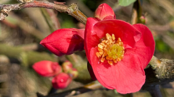 Pink blühende Zierquitte