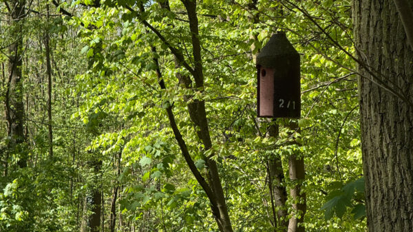 Ein Vogelhaus im Wald