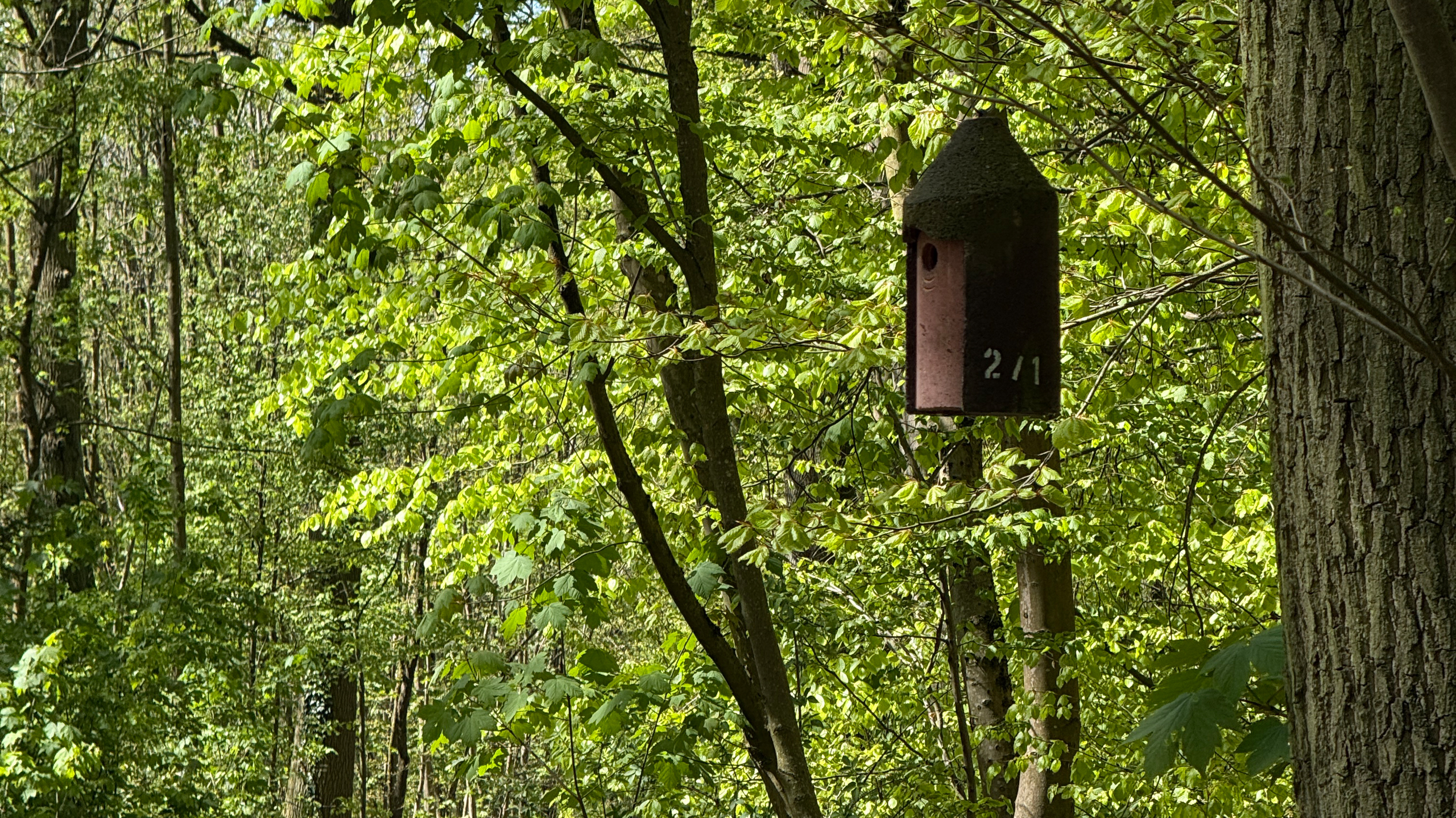 Ein Vogelhaus im Wald